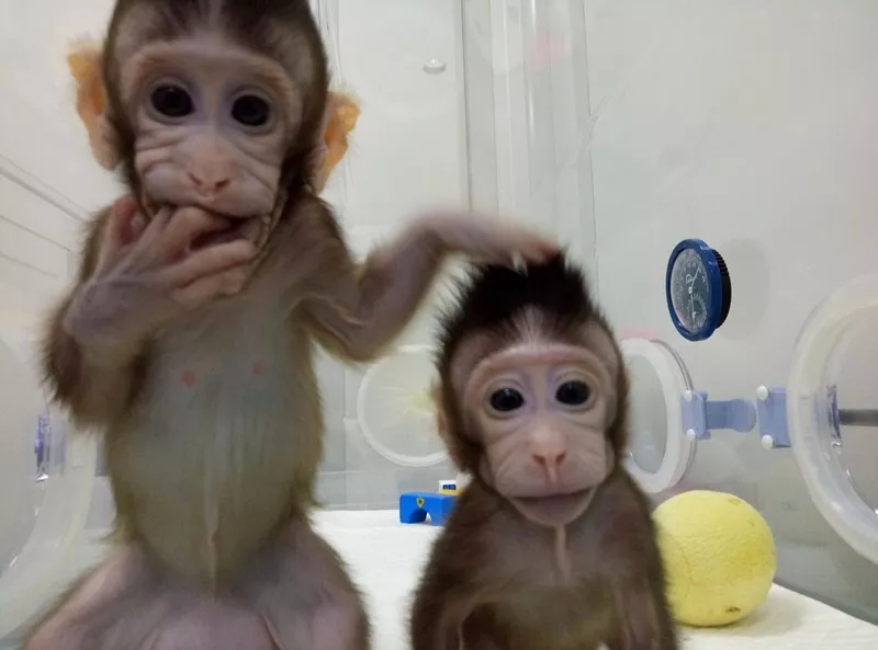 世界生命科学重大突破! 两只克隆猴在中国诞生 新湖南www.hunanabc.com