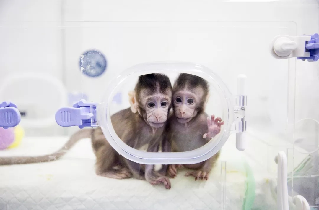 世界生命科学重大突破! 两只克隆猴在中国诞生 新湖南www.hunanabc.com