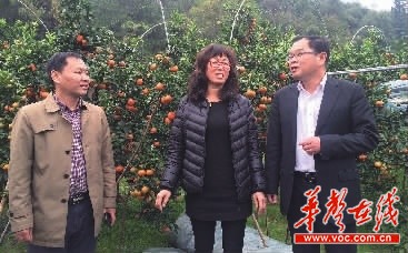 党建+柑橘+旅游 永州回龙圩努力打造乡村振兴