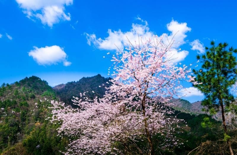 漫山樱花等君来