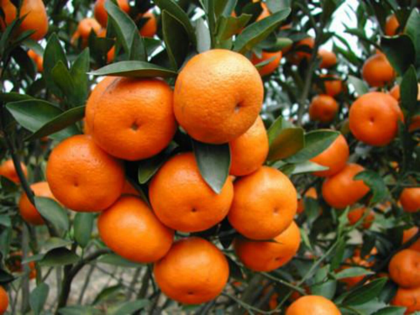四季橘 | 台灣景觀植物介紹
