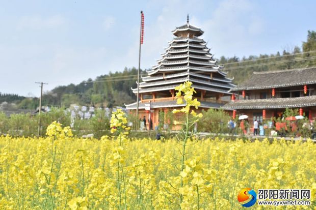 芳香四溢的油菜花。