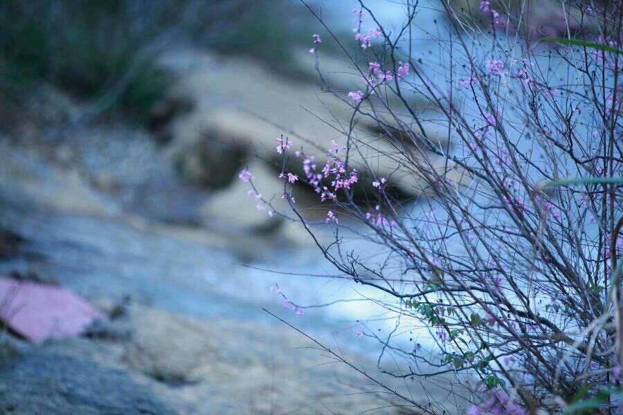 花自飘零