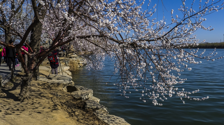 京城周末迎来最佳赏花期高峰将持续到5月中旬 北京事儿 新湖南