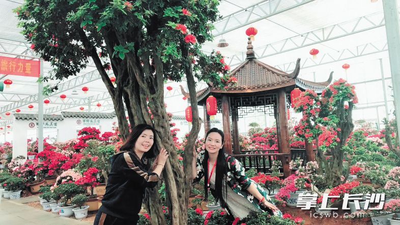 宁乡市回龙铺镇发展美丽经济引资5亿元打造国内蕞大杜鹃花园