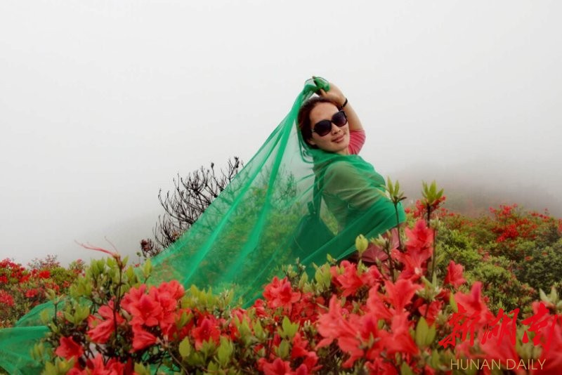 新邵十重大界杜鹃花海馥郁芬芳 - 邵阳 - 新湖南