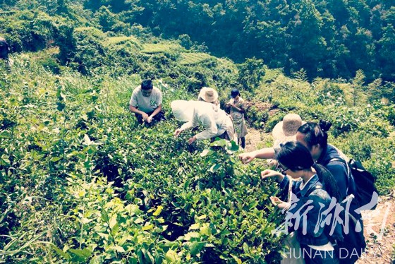 慈利县第24期中青班学员深入茶山体验茶农生活