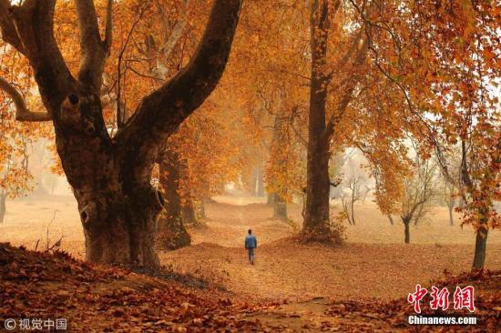 当地时间2016年11月11日，克什米尔斯利那加，一个男孩从落满树叶的路上走过。图片来源：视觉中国