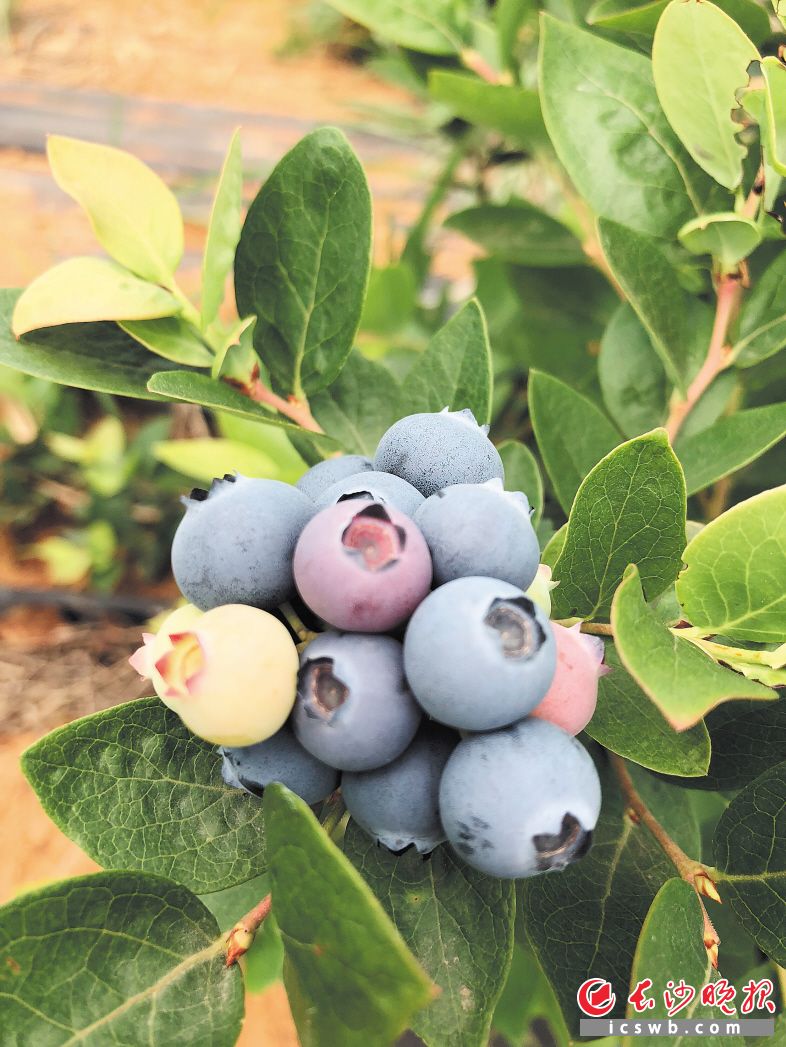 披着果粉的蓝莓挂在枝头。
