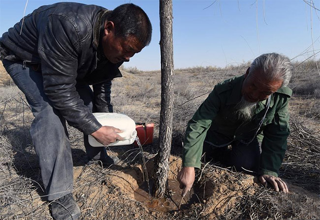  王天昌（右）和王银吉父子给沙漠中的一棵胡杨树浇水。图片来源于网络