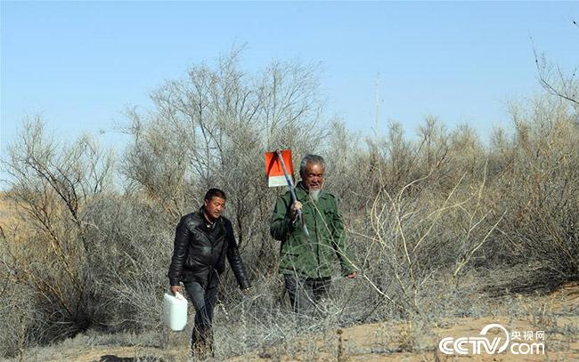 王天昌（右）、王银吉前往沙漠中为一棵干枯的胡杨树浇水。