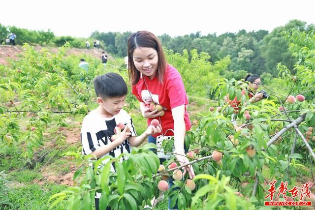 长沙县首届小水果文化旅游节开幕 发布三条水