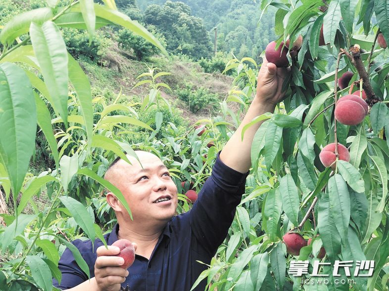 桃子熟了，大围山果农陈义财正在基地采摘新鲜红冠早熟桃。长沙晚报记者 钱娟 摄
