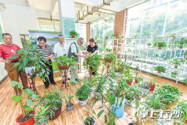 雨花区长钢社区佳润新都小区内，居民经常聚在“花友之家”里，会诊“生病”绿植，交流养花经验。 长沙晚报记者陈飞 摄