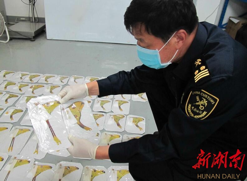 湖南首次截获彗星飞蛾标本 99只彗星飞蛾来自