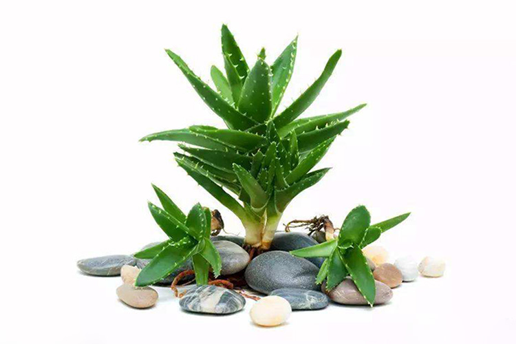 除甲醛植物排名_除甲醛排名第一的植物(3)