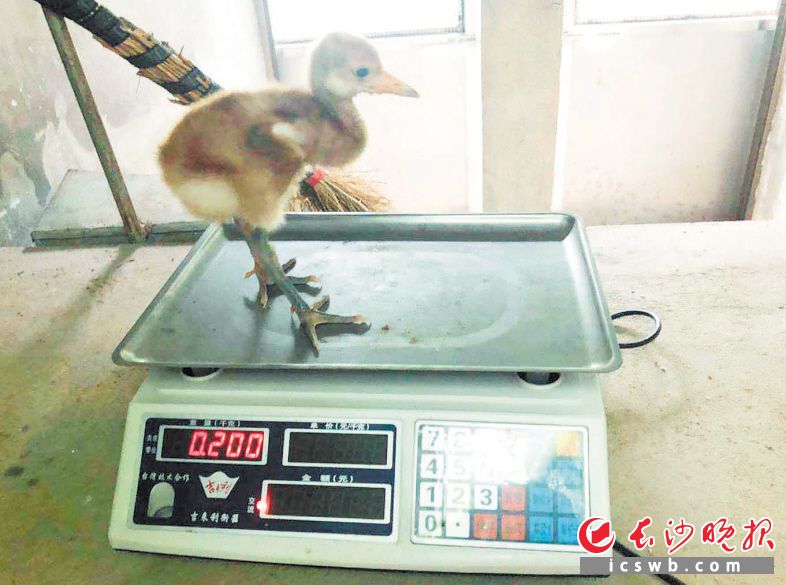 新出壳的小丹顶鹤迎来了一生中的首次全面体检。长沙晚报记者周柏平 通讯员 叶维 摄影报道