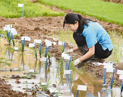 袁隆平团队在沙漠种植水稻初获成功