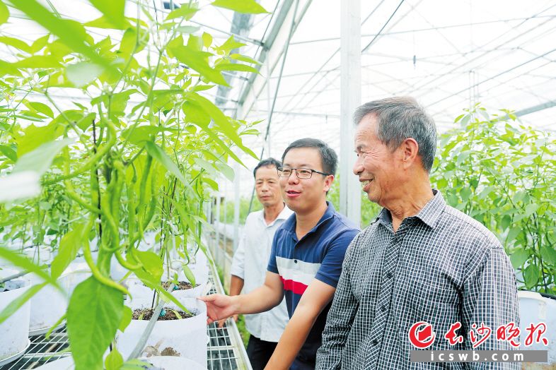 杨意红（右一）祖孙三人在基地查看“鸡肠子辣椒”长势。长沙晚报记者 颜开云 摄