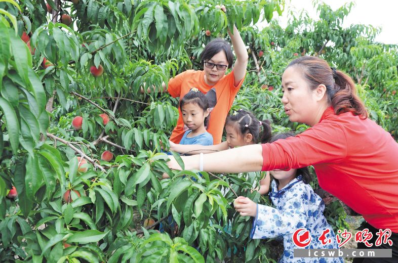长沙市民在靖港桃园采摘鲜桃。长沙晚报记者 詹春华 摄