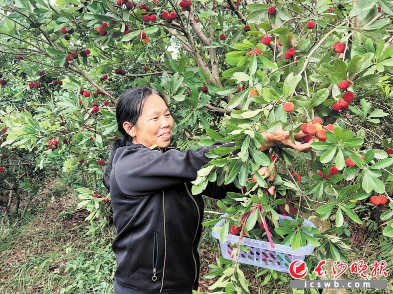 杨梅迎来丰收年，果农喜上眉梢。长沙晚报记者 钱娟 摄