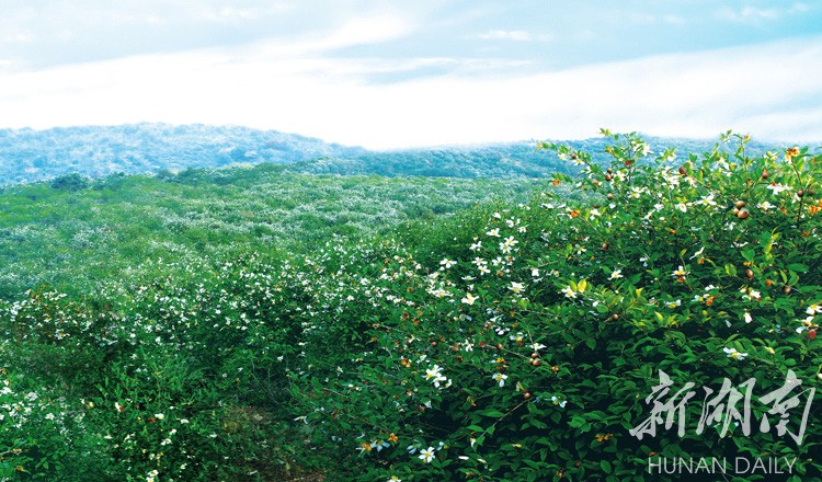 2018中国(常宁)油茶旅游文化节在常宁举办
