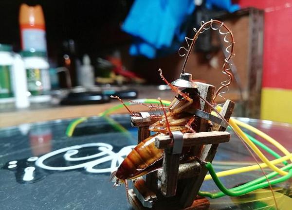 菲律宾男子自制电椅处死蟑螂 被批虐待动物