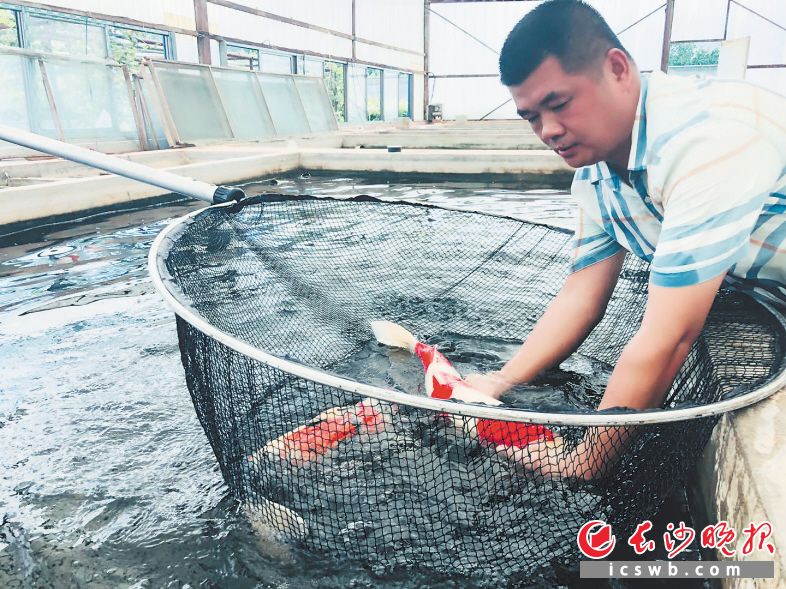 养殖锦鲤需要经常换池，柳国军像抱起孩子一样将锦鲤从水中捞起，准备放到另一个水池中。长沙晚报记者 姜国 摄