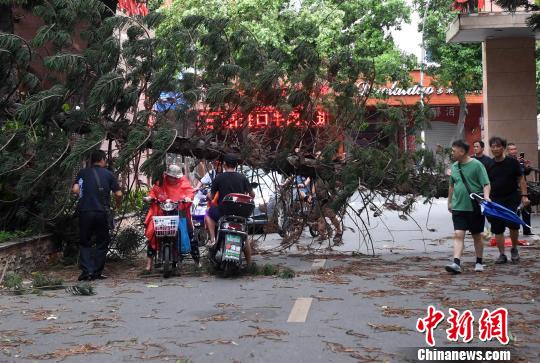 福州市区一社区门前一棵大树被台风“玛莉亚”刮断。 记者刘可耕 摄