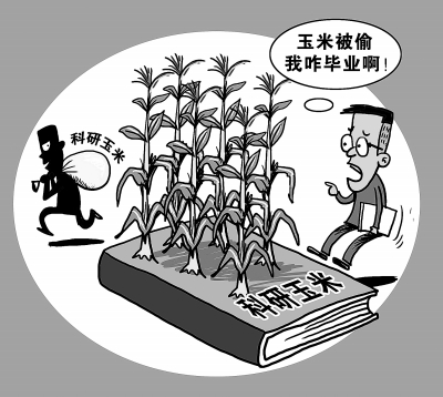 科研玉米.jpg