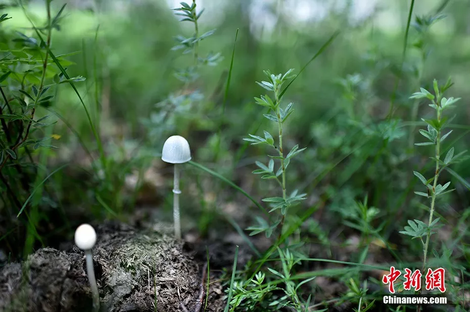 天苍苍野茫茫……盛夏，这里有内蒙古大草原最美的样子