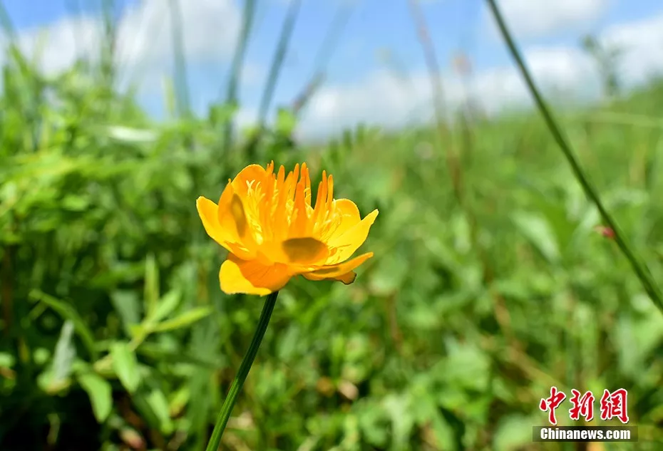 天苍苍野茫茫……盛夏，这里有内蒙古大草原最美的样子