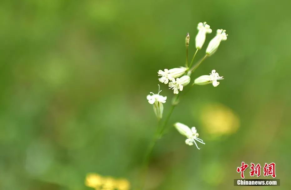 天苍苍野茫茫……盛夏，这里有内蒙古大草原最美的样子