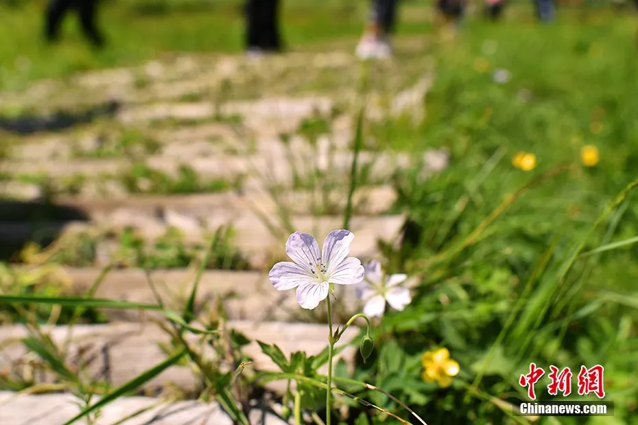 天苍苍野茫茫……盛夏，这里有内蒙古大草原最美的样子