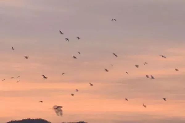 成群白鹭在朝阳下飞翔。