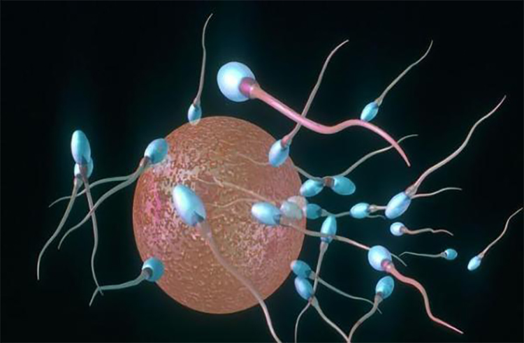 正常的精子如蝌蚪状,由头,体,尾三部分构成.