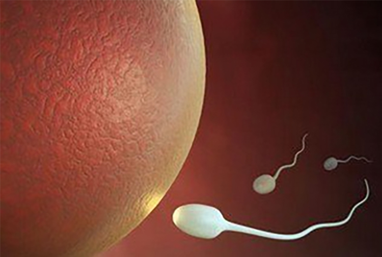 为何如今精子畸形多?是否会导致子孙畸形?