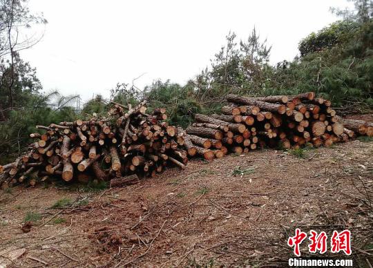 图为嫌疑人滥伐部分林木的现场。 甘勇 摄