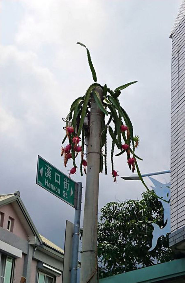台湾一电线杆长出火龙果 原因竟然是这个