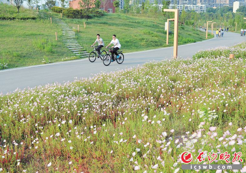 市民在西湖文化园自行车专用道上骑行。长沙晚报记者 邹麟 摄