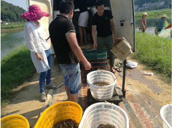 一亩产值一万元 长沙县贫困户养虾喜获丰收