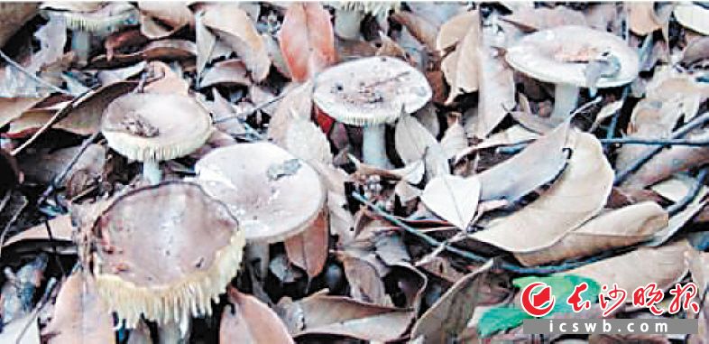 剧毒的亚稀褶红菇。市疾控中心供图