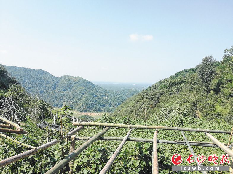 如今，茶亭水库上方的大山中种满了猕猴桃树。