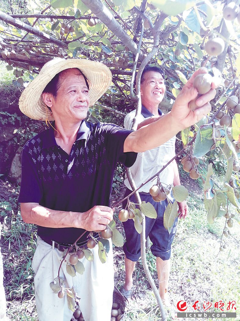 在历经多次挫折后，老哥俩的猕猴桃基地首次迎来丰收。图为谭小杰（左）和谭应龙正在采摘果实。均为长沙晚报记者朱华摄