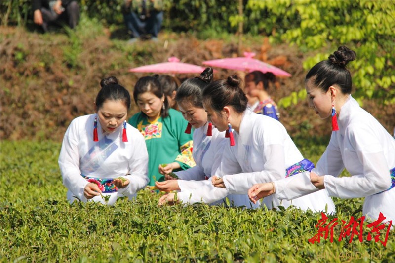 保靖黄金茶,让贫困户揣上致富金钥匙 - 湘西 - 新