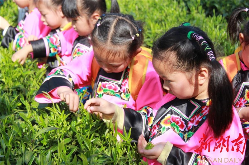 保靖黄金茶,让贫困户揣上致富金钥匙 - 湘西 - 新