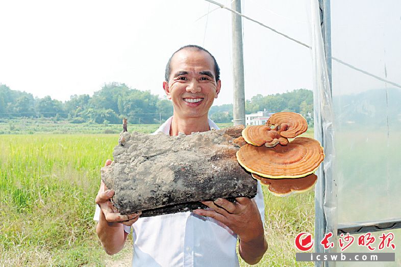 在灰汤镇新风村的昇邦农业种植基地，来自浙江的种植专家陈可成开心地展示新鲜灵芝。 张禹 摄