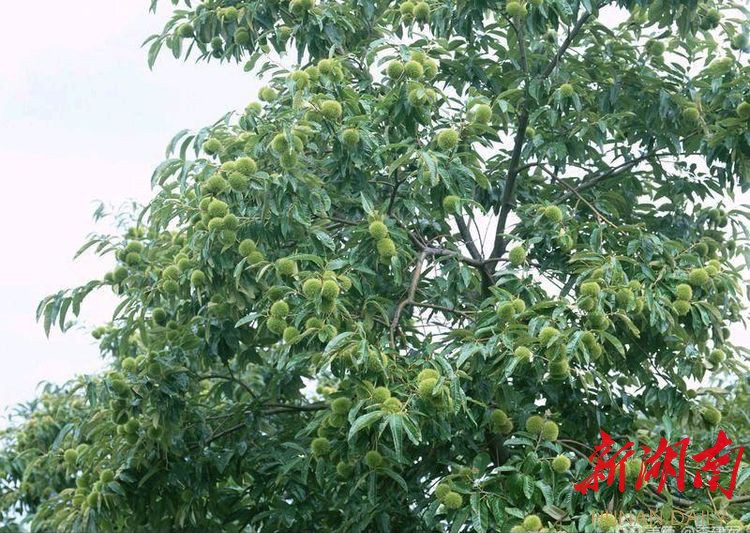 因为家就在大围山下的东门老街上,离栗木桥一带也不是特别远,孩童