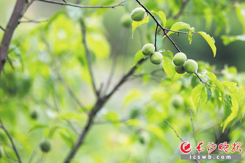 北山梅果大、肉厚、核小，皮薄有光泽，酸度高，香气浓郁。长沙晚报通讯员 彭家瑞 摄