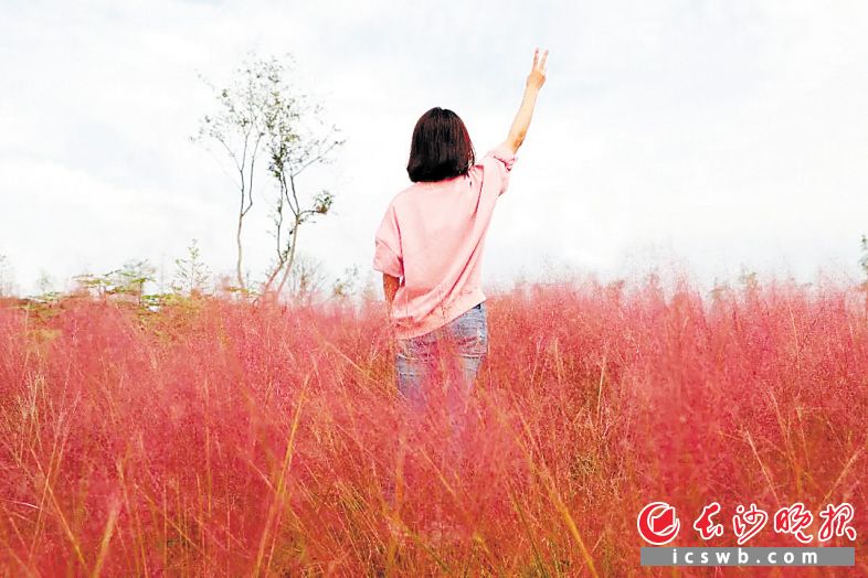 游客陶醉在粉黛花海。 资料图片